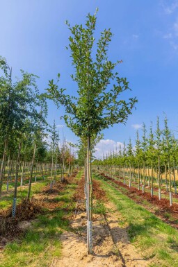 Crataegus x lavalleei 'Carrierei' hochstamm