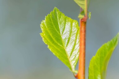 Crataegus x lavalleei 'Carrierei' hochstamm 10/12