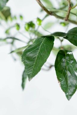 Crataegus x lavalleei 'Carrierei' hochstamm 10/12