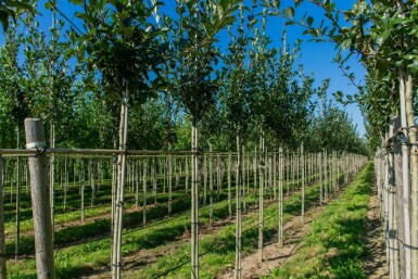 Crataegus x lavalleei 'Carrierei' hochstamm 10/12