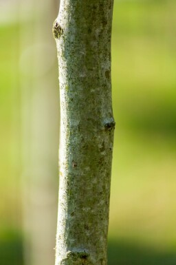 Crataegus x lavalleei 'Carrierei' hochstamm 10/12