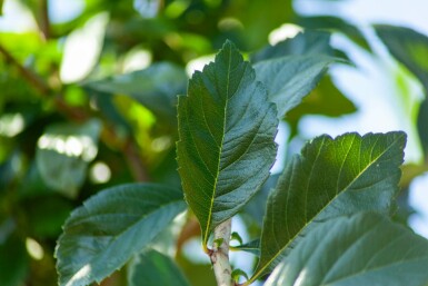 Crataegus x lavalleei 'Carrierei' hochstamm 10/12