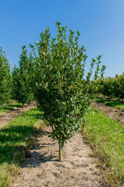 Crataegus x lavalleei 'Carrierei' mehrstämmig