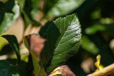 Crataegus x lavalleei 'Carrierei' mehrstämmig