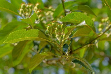 Crataegus x lavalleei 'Carrierei' mehrstämmig 200-250