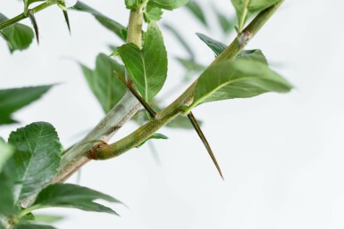 Crataegus x lavalleei 'Carrierei' mehrstämmig 200-250