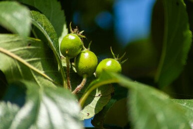 Crataegus x lavalleei 'Carrierei' mehrstämmig 200-250