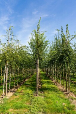 Crataegus monogyna