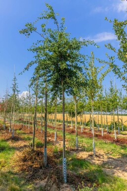 Crataegus monogyna hochstamm