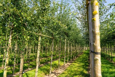 Crataegus monogyna hochstamm 8/10