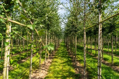 Crataegus monogyna hochstamm 8/10