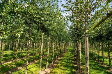 Crataegus monogyna hochstamm 8/10