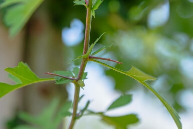 Crataegus monogyna hochstamm 8/10