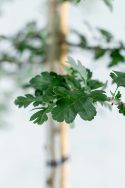 Crataegus monogyna hochstamm 8/10