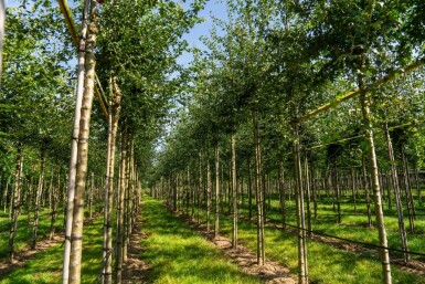 Crataegus monogyna hochstamm 8/10