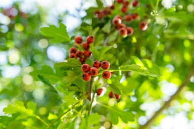 Crataegus monogyna hochstamm 8/10