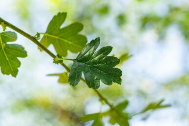 Crataegus monogyna hochstamm 8/10