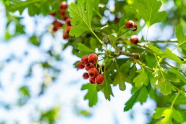 Crataegus monogyna hochstamm 8/10