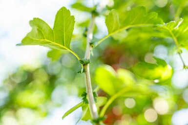 Crataegus monogyna hochstamm 8/10