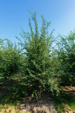 Crataegus monogyna mehrstämmig 200-250