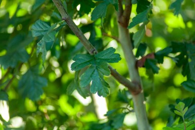 Crataegus monogyna mehrstämmig