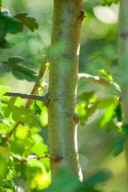 Crataegus monogyna mehrstämmig 200-250