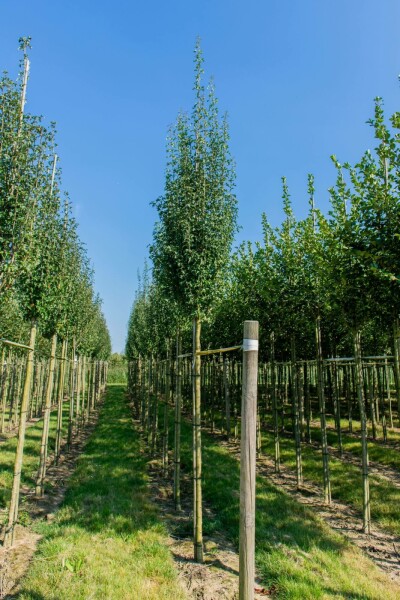 Crataegus monogyna 'Stricta' hochstamm 10/12