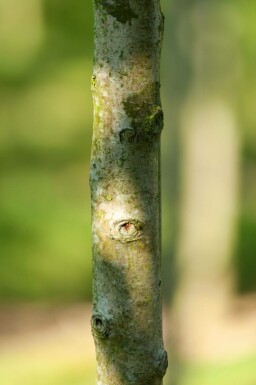 Crataegus monogyna 'Stricta' hochstamm 10/12