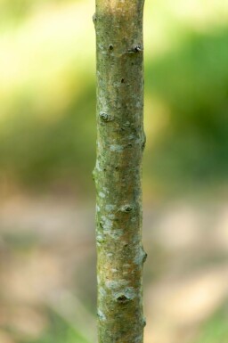 Crataegus monogyna 'Stricta' hochstamm 10/12