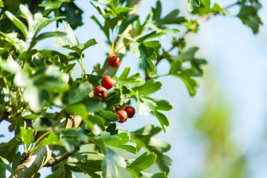 Crataegus monogyna 'Stricta' hochstamm 10/12