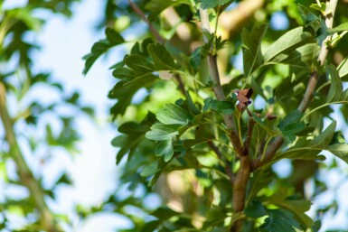 Crataegus monogyna 'Stricta' hochstamm 10/12