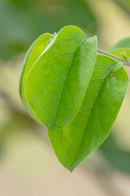 Cydonia oblonga 'Vranja' hochstamm 10/12