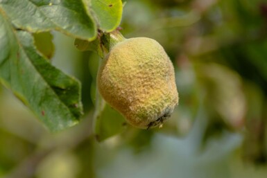 Cydonia oblonga 'Vranja' hochstamm 10/12