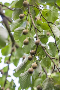 Davidia involucrata