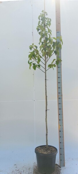 Davidia involucrata hochstamm 6/8