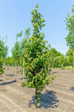 Davidia involucrata hochstamm