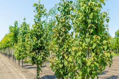 Davidia involucrata hochstamm 6/8