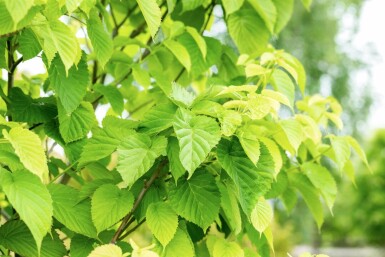 Davidia involucrata hochstamm 6/8