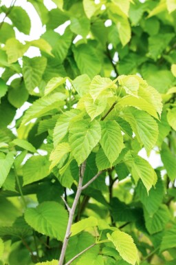 Davidia involucrata hochstamm 6/8