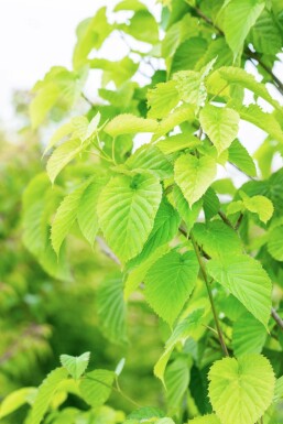 Davidia involucrata hochstamm 6/8