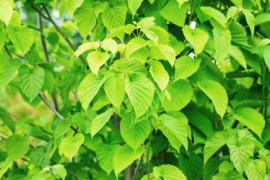 Davidia involucrata hochstamm 6/8