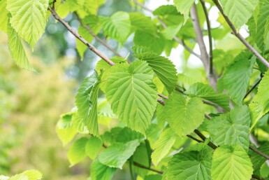 Davidia involucrata hochstamm 6/8