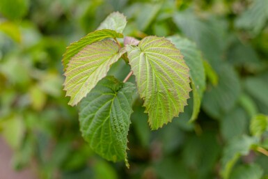 Davidia involucrata hochstamm 6/8