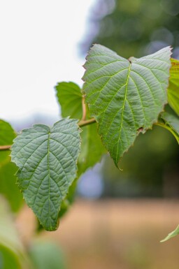 Davidia involucrata hochstamm 6/8