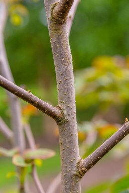 Davidia involucrata hochstamm 6/8