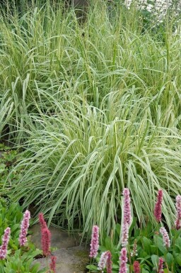 Gestreiftes Garten-Pfeifengras Molinia caerulea 'Variegata' 5-10 Topf 9x9 cm (P9)