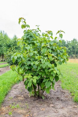 Davidia involucrata mehrstämmig