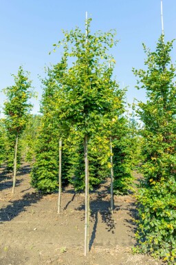 Fagus sylvatica hochstamm