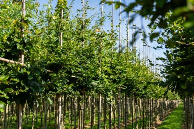 Fagus sylvatica hochstamm 6/8