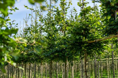 Fagus sylvatica hochstamm 6/8